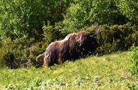 169 Dovrefjell, Moschusochsen-Safari