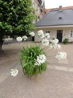 Schmucklilien