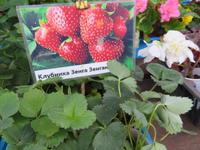 Senga Sengana in Irkutsk