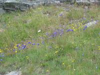 Glockenblumen