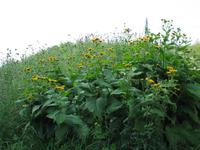 Blumenwiese an der Villacher Alpenstraße
