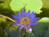 Blühendes Barock in Ludwigsburg