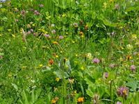 Alpenblumen