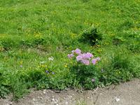 Alpenblumen