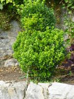 Durbuy Ars Topiaria