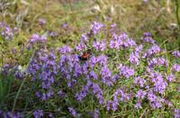 wilder Thymian