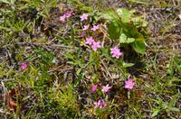 reiche Flora auf Saaremaa