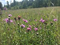 Die Wiesen blühten immer noch sehr hübsch.