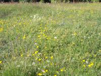 DSCN4353   Bergwiese