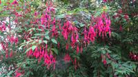 Fuchsien