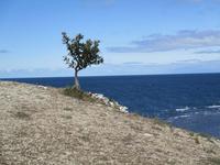 An der Südspitze Gotlands