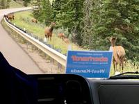 Wapitidame liest unser Schild