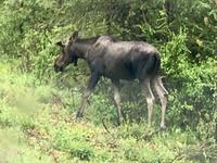unser Moose