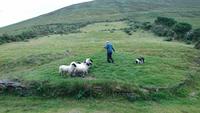 Schafe und Hunde verstehen sich... meist am Ring of Kerry
