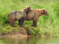 Bärentour Kamtschatka
