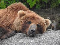 Bärentour Kamtschatka