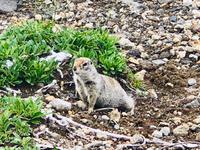 Zwieselmaus