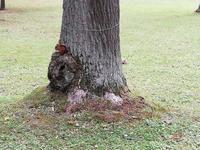 St. Petersburg,Peterhof, Führung im unteren Park