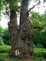 Die Tausendjährige Eiche