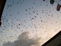 Krähen über Kalmar