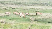 Przewalski Pferde, Hustai Nationalpark