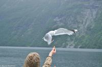 Panoramastraßen Norwegen-120