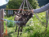 Rentier zum Anfassen