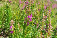 Panoramastraßen Norwegen-239