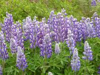 prächtige Lupinen
