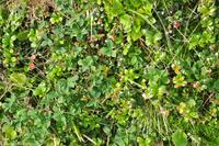 Hurtigruten - Polarlys-182