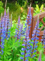 Island - Stöðvarfjörður, Petras Steinhaus 