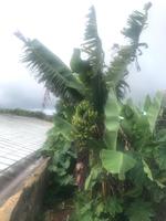 Bananen auf der Ananasfarm