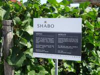 Weingut Schabo