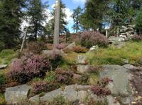 überall blühende Heide