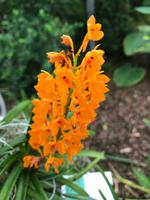 Farbenpracht Orchideen