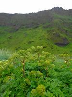 Island - Vegetation 