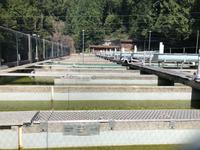 Vancouver Kanada Lachsaufzuchtstation