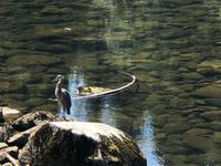 Vancouver Kanada Lachsaufzuchtstation