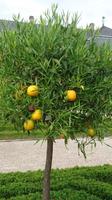 Orangenbaum, Herrenhäuser Gärten