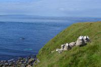 Wanderung zu den Stacks of Duncansby