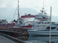 Walsafari in ReykjavÃ­k