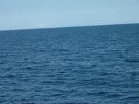 Walsafari in ReykjavÃ­k