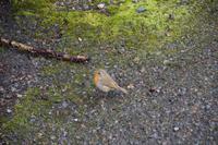 Rowardennon Lodge, Rotkehlchen