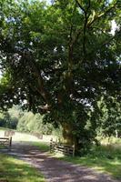 Eiche 