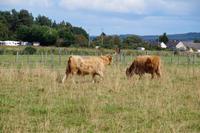 Highland Cattle 