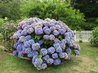  typisch für die Inseln:prächtige Hortensien