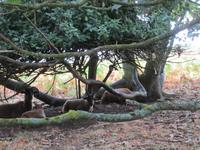  Schatten suchende Schafe