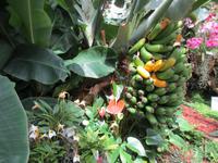  Orchid Foundation