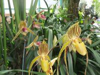  Orchid Foundation