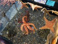 14. Tag Ankunft in Seward - Exit-Gletscher - Anchorage (41)